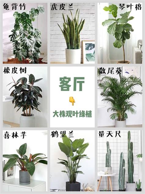 室內種植物|室內植物推薦｜7種室內盆栽推薦，適合居家布置觀葉 